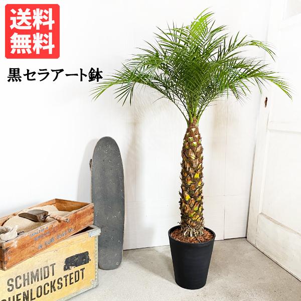 フェニックス ロベレニー ８号鉢 ブラックセラアート鉢植え 状態良し ヤシ 送料無料 観葉植物 ヤシ...