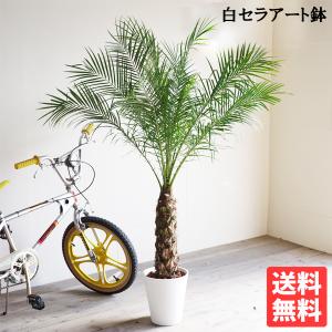 フェニックス ロベレニー ８号鉢 状態良し ヤシ 送料無料 観葉植物 ヤシの木 中型 大型 寒さに強い