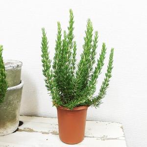 ローズマリー 3鉢セット 立性 鉢植え 観葉植...の詳細画像1