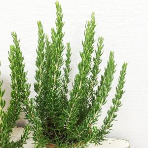ローズマリー 3鉢セット 立性 鉢植え 観葉植...の詳細画像2
