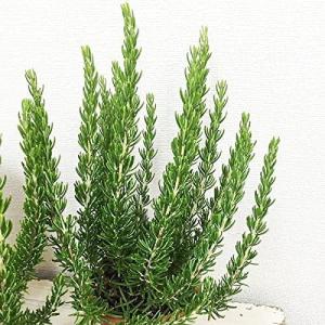 ローズマリー 3鉢セット 立性 鉢植え 観葉植...の詳細画像3