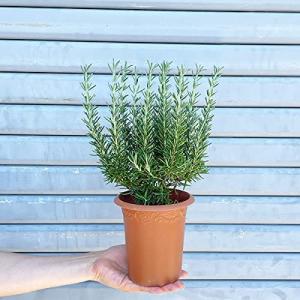 ローズマリー 3鉢セット 立性 鉢植え 観葉植...の詳細画像4