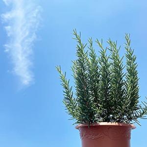 ローズマリー 3鉢セット 立性 鉢植え 観葉植...の詳細画像5