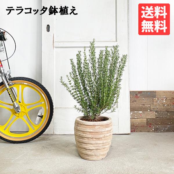ローズマリー 立性 アンティークテラコッタ鉢植え 送料無料 テラコッタ植え 庭木 鉢植え 観葉植物 ...