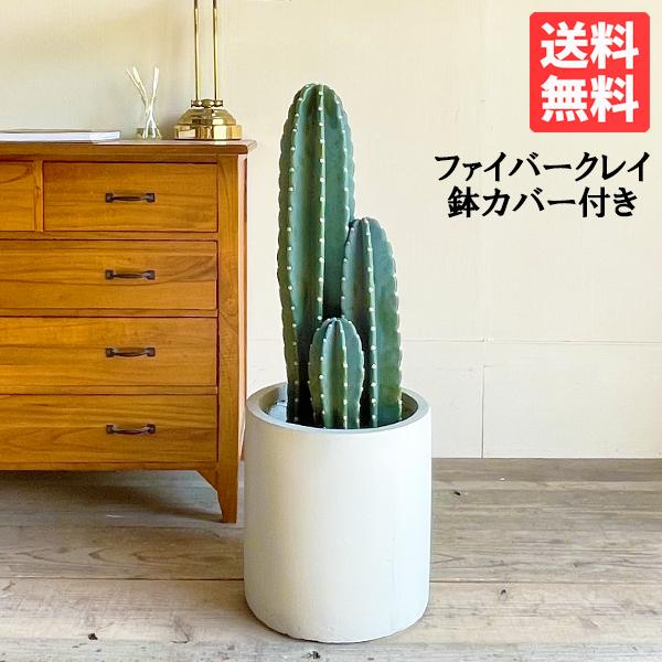 サボテン 柱サボテン ３本立 ８号鉢 シリンダー型 鉢カバー付き クリームアイボリー  寒さに強い ...
