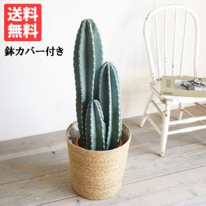 農場直送！］柱サボテン アズレウス ロングタイプ（鉢下から80cm）5号