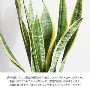 サンセベリア 観葉植物 ブラックセラアート鉢 ...の詳細画像1