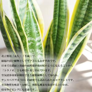サンセベリア 観葉植物 ブラックセラアート鉢 ...の詳細画像2