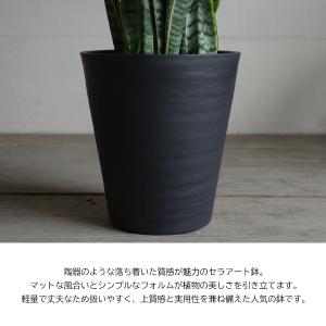 サンセベリア 観葉植物 ブラックセラアート鉢 ...の詳細画像4