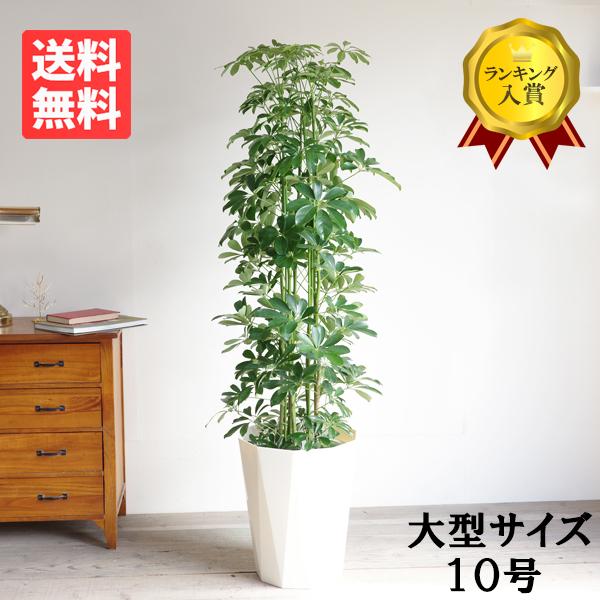 シェフレラ 青 ホンコンカポック 観葉植物 10号 大型 丈夫 御祝 おしゃれ 鉢植え 本物 大きい