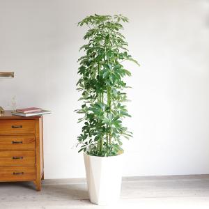 シェフレラ 青 ホンコンカポック 観葉植物 1...の詳細画像1