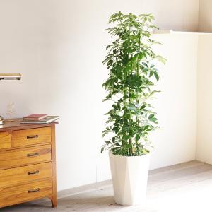 シェフレラ 青 ホンコンカポック 観葉植物 1...の詳細画像2