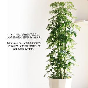 シェフレラ 青 ホンコンカポック 観葉植物 1...の詳細画像3