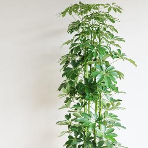 シェフレラ 青 ホンコンカポック 観葉植物 1...の詳細画像4