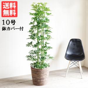 現品】ザミア・フロリダーナ 多頭株 10号 白鉢（1） : 花のアリマツ