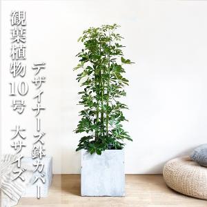 シェフレラ ホンコンカポック イエロー 斑入り 観葉植物 10号 大型