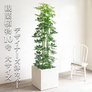 シュロチク 棕櫚竹 観葉植物 10号 大型 寒さに強い おしゃれ 鉢植え