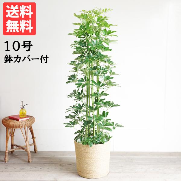 シェフレラ 青 観葉植物 10号 大型 やわらかいかご付き ナチュラルインテリア おしゃれ ホンコン...