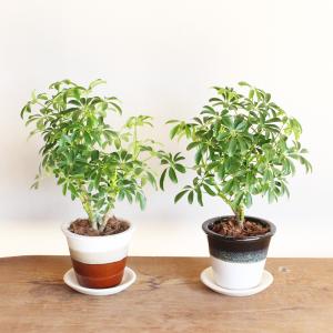 シェフレラ コンパクタ 選べる陶器鉢 信楽焼 ...の詳細画像1