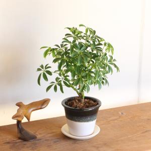 シェフレラ コンパクタ 選べる陶器鉢 信楽焼 ...の詳細画像2