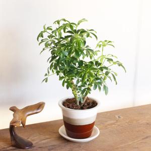 シェフレラ コンパクタ 選べる陶器鉢 信楽焼 ...の詳細画像3