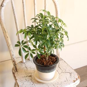 シェフレラ コンパクタ 選べる陶器鉢 信楽焼 ...の詳細画像4