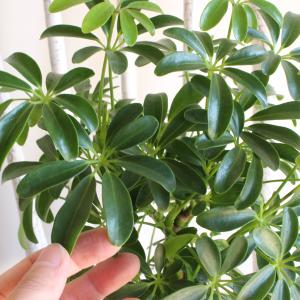 シェフレラ コンパクタ 選べる陶器鉢 信楽焼 ...の詳細画像5