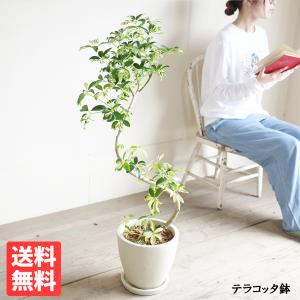 シェフレラ コンパクタ イエロー 斑入り 観葉植物 S字樹形 アイボリー テラコッタ鉢植え 丈夫 育てやすい 即日出荷 送料無料｜pg869