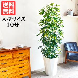 シェフレラ ホンコンカポック 斑入り 観葉植物 10号 大型 イエロー おしゃれ 鉢植え 本物 大きい