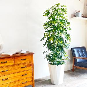 シェフレラ ホンコンカポック 斑入り 観葉植物...の詳細画像1