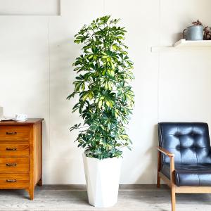 シェフレラ ホンコンカポック 斑入り 観葉植物...の詳細画像2