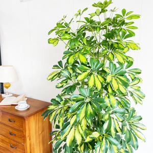 シェフレラ ホンコンカポック 斑入り 観葉植物...の詳細画像3