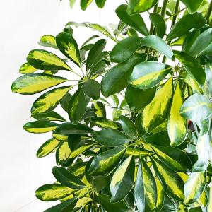 シェフレラ ホンコンカポック 斑入り 観葉植物...の詳細画像4
