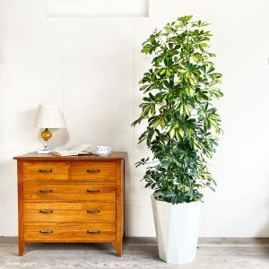 シェフレラ ホンコンカポック 斑入り 観葉植物...の詳細画像5