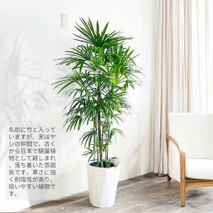 シュロチク 棕櫚竹 観葉植物 10号 大型 寒...の詳細画像1