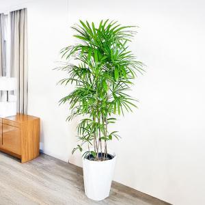 シュロチク 棕櫚竹 観葉植物 10号 大型 寒...の詳細画像2