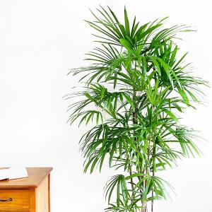 シュロチク 棕櫚竹 観葉植物 10号 大型 寒...の詳細画像3