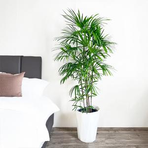 シュロチク 棕櫚竹 観葉植物 10号 大型 寒...の詳細画像5