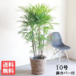 ユッカ エレファンティペス 大型 大鉢 10号 観葉植物 寒さに強い