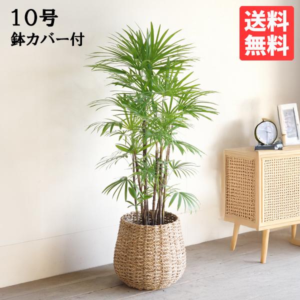 シュロチク 棕櫚竹 観葉植物 10号 大型 手編みバスケット付き 寒さに強い おしゃれ 鉢植え 本物...