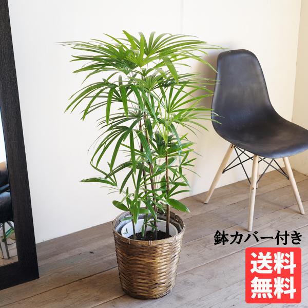 棕櫚竹 シュロチク 鉢カバー付 寒さに強い 観葉植物 送料無料 中型 大型 和風