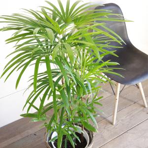 棕櫚竹 シュロチク 鉢カバー付 寒さに強い 観...の詳細画像1