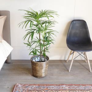 棕櫚竹 シュロチク 鉢カバー付 寒さに強い 観...の詳細画像2