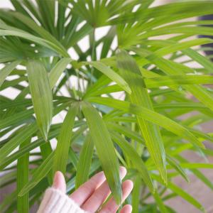 棕櫚竹 シュロチク 鉢カバー付 寒さに強い 観...の詳細画像3