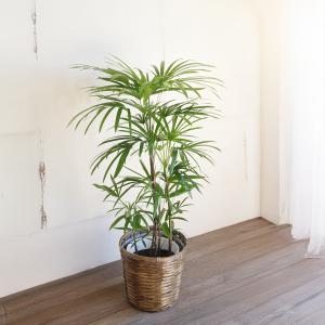 棕櫚竹 シュロチク 鉢カバー付 寒さに強い 観...の詳細画像4