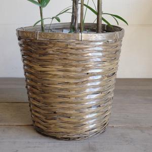 棕櫚竹 シュロチク 鉢カバー付 寒さに強い 観...の詳細画像5