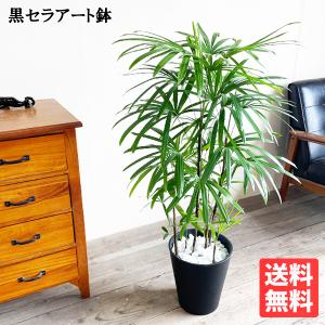 棕櫚竹 シュロチク ブラックセラアート鉢 寒さに強い 観葉植物 送料無料 中型 大型｜観葉植物のパーフェクトグリーン