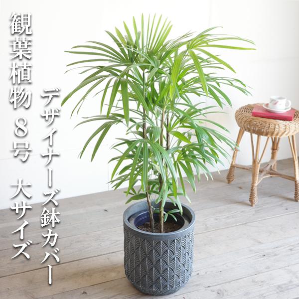 棕櫚竹 シュロチク ファイバーセメント鉢カバー付 ブルーブラック 寒さに強い 観葉植物 送料無料 中...