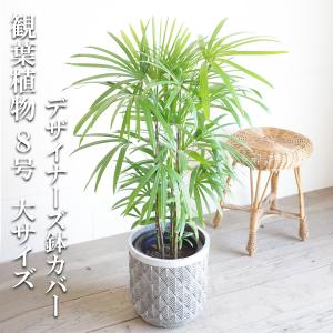 棕櫚竹 シュロチク ファイバーセメント鉢カバー付 グレー 寒さに強い 観葉植物 送料無料 中型 大型｜pg869