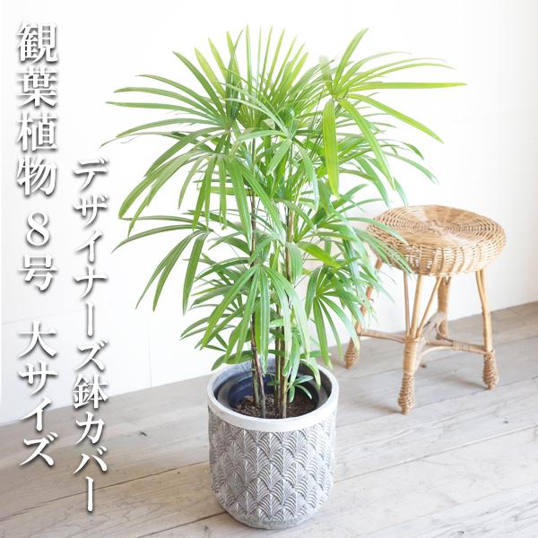 棕櫚竹 シュロチク ファイバーセメント鉢カバー付 シルバーグレー 寒さに強い 観葉植物 送料無料 中...